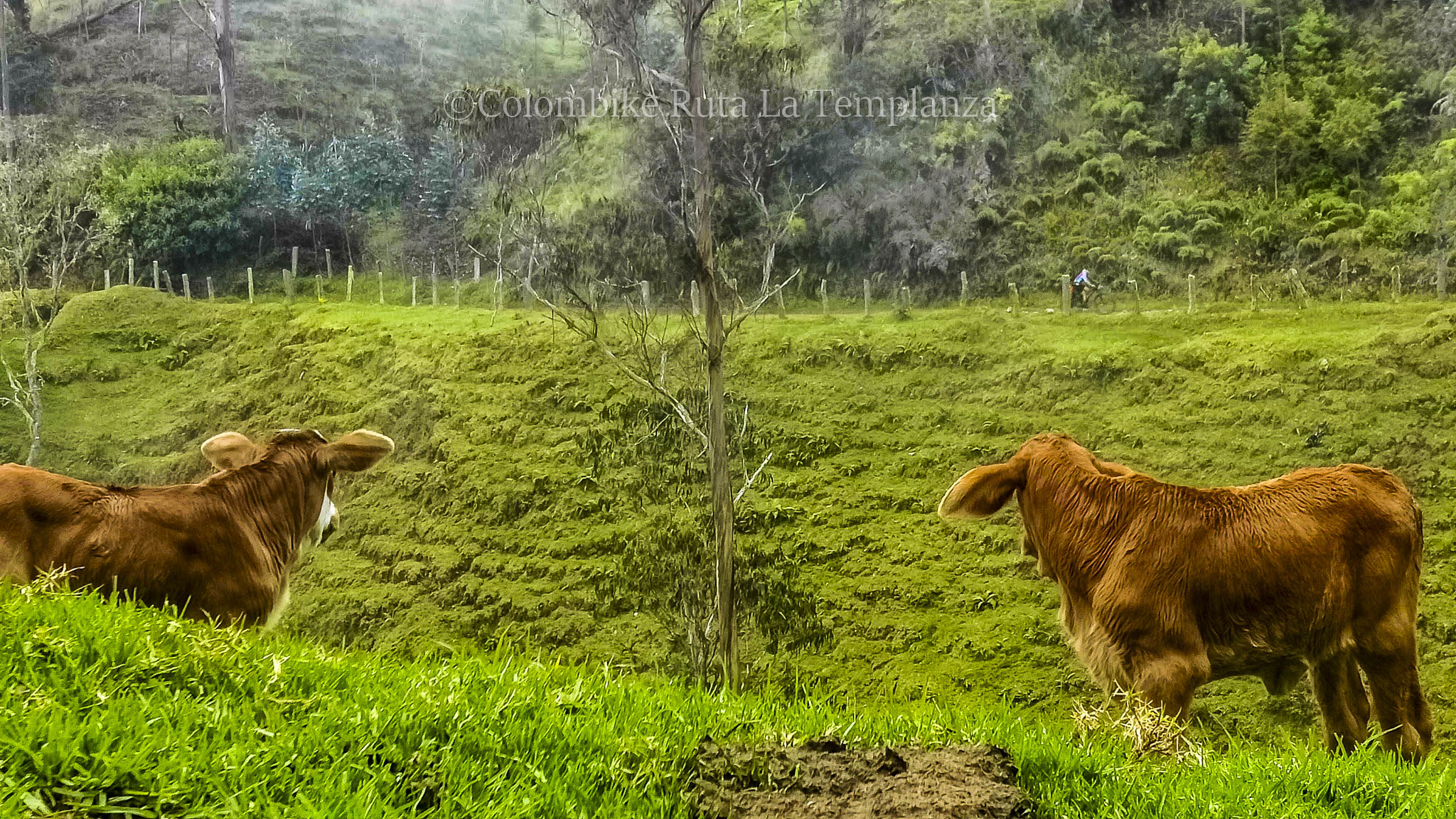 Colombike Templanza-11