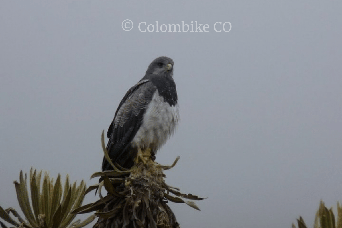 Águila paramuna